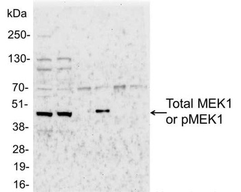 Goat anti-Phospho MEK1 (T286) Antibody