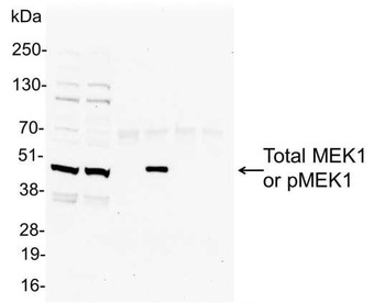 Rabbit anti-Phospho MEK1(T286) Antibody