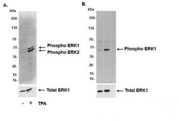 ERK1/2, Phospho (T202/Y204, T185/Y187) Antibody