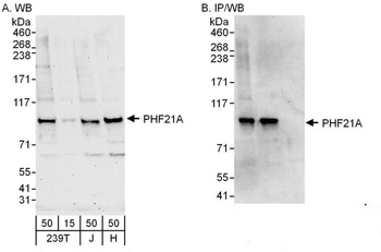 Rabbit anti-PHF21A Antibody