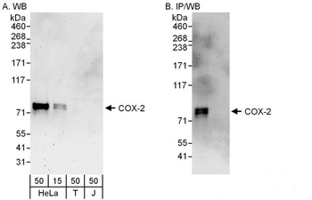COX-2 Antibody