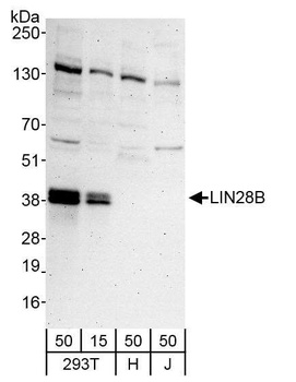 Rabbit anti-LIN28B Antibody