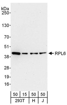 Rabbit anti-RPL6 Antibody