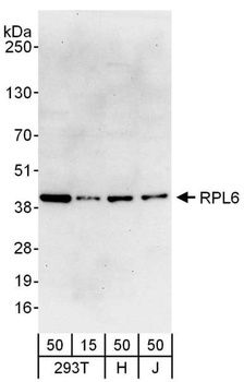 Rabbit anti-RPL6 Antibody