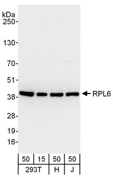 Rabbit anti-RPL6 Antibody