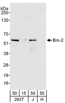 Brn-2 Antibody