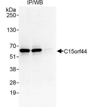 C15orf44 Antibody