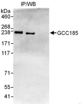 GCC185 Antibody