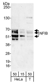 NFIB Antibody