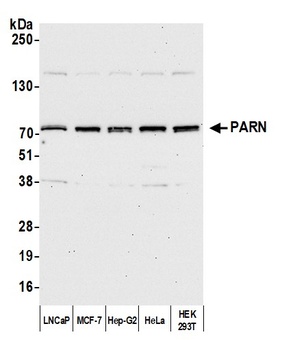 PARN Antibody