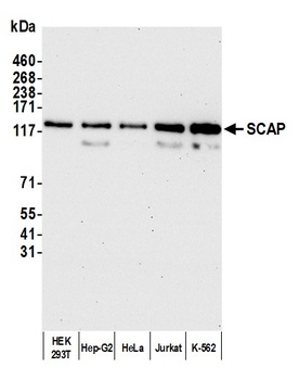 SCAP Antibody