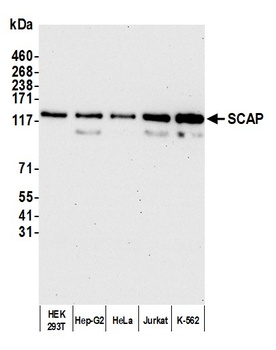 Rabbit anti-SCAP Antibody