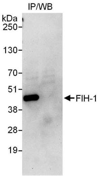 Rabbit anti-FIH-1 Antibody