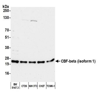 CBF-beta (isoform 1) Antibody