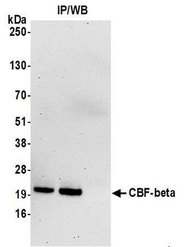CBF-beta Antibody