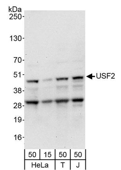 Rabbit anti-USF2 Antibody