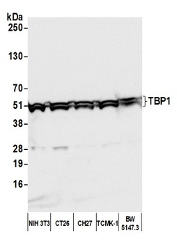 TBP1 Antibody