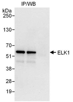 Rabbit anti-ELK1 Antibody