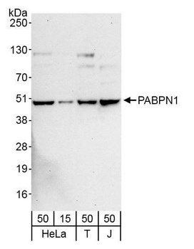 Rabbit anti-PABPN1 Antibody