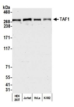 TAF1 Antibody