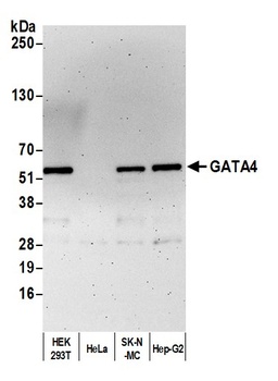 Rabbit anti-GATA4 Antibody