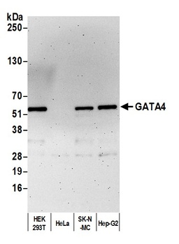 GATA4 Antibody