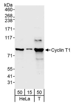 Cyclin T1 Antibody
