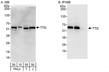 Rabbit anti-TTI2 Antibody