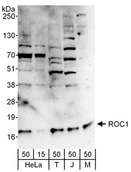 ROC1 Antibody