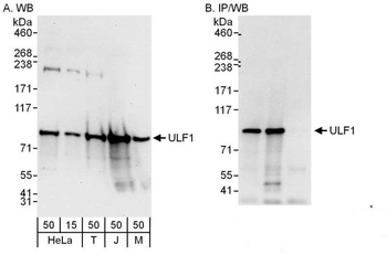 Rabbit anti-UFL1 Antibody