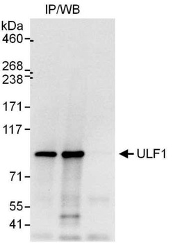 Rabbit anti-UFL1 Antibody