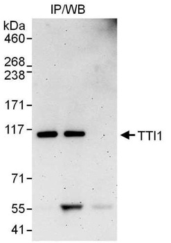 Rabbit anti-TTI1 Antibody