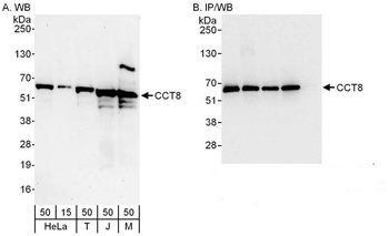 CCT8 Antibody
