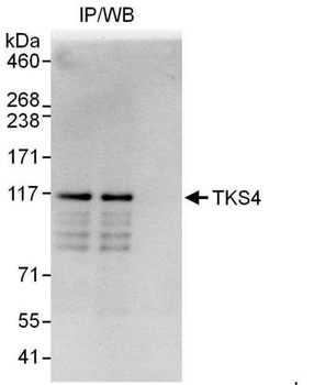 TKS4 Antibody