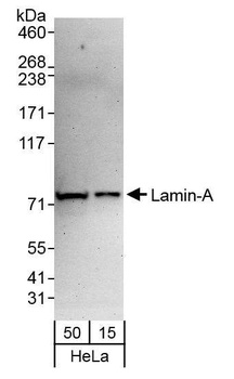 Lamin-A Antibody