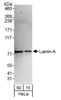 Rabbit anti-Lamin-A Antibody
