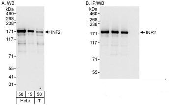 Rabbit anti-INF2 Antibody