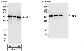 Rabbit anti-INF2 Antibody