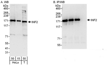 Rabbit anti-INF2 Antibody