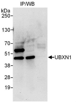 Rabbit anti-UBXN1 Antibody