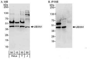 Rabbit anti-UBXN1 Antibody