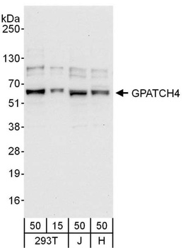 GPATCH4 Antibody