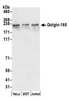 Golgin-160 Antibody