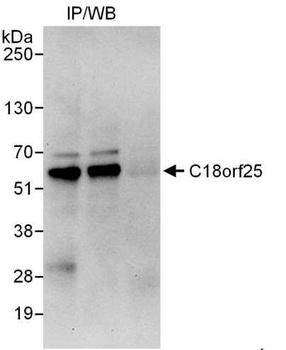 C18orf25 Antibody