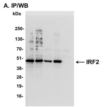 Rabbit anti-IRF2 Antibody