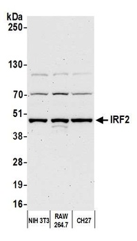 IRF2 Antibody