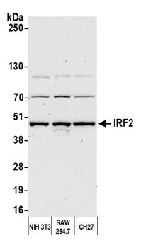Rabbit anti-IRF2 Antibody
