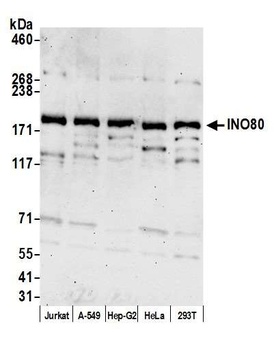 INO80 Antibody