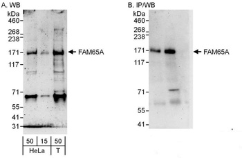 Rabbit anti-FAM65A Antibody