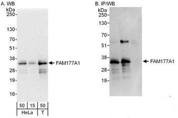 FAM177A1 Antibody